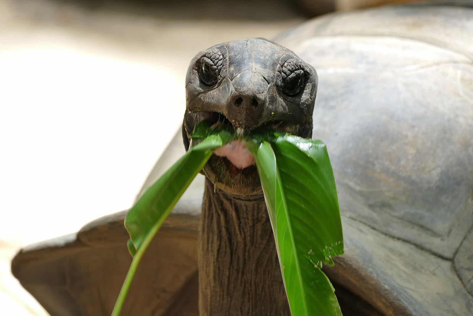 Riesenschildkröten auf den Seychellen