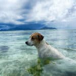 Hunde auf den Seychellen
