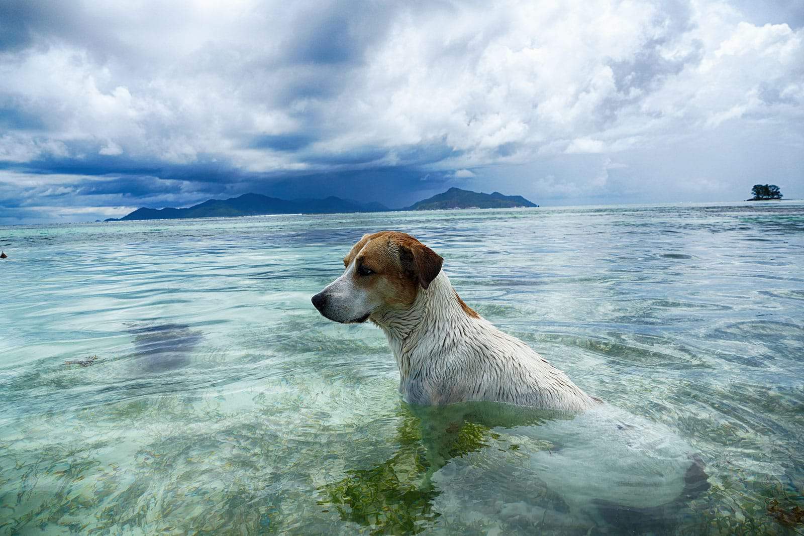 Hunde auf den Seychellen